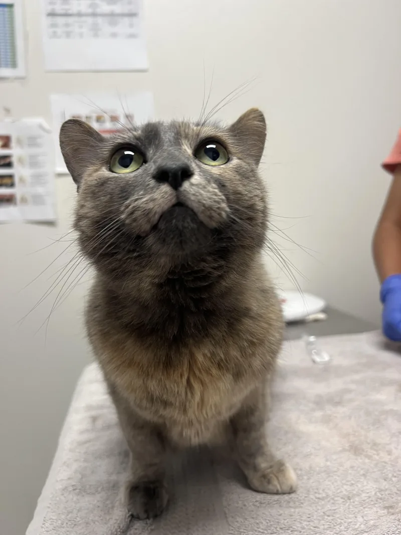 An adult large-sized female Domestic Short Hair cat named Poppy for adoption in Chico, CA