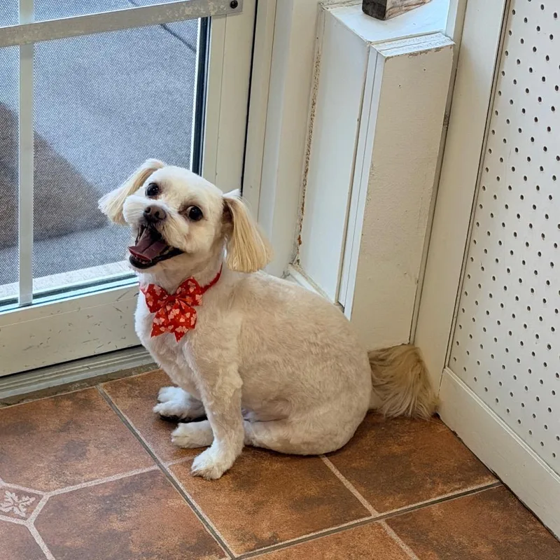 A senior small-sized male Terrier dog named Milo for adoption in Cumming, GA