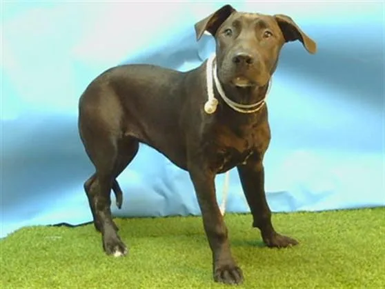 A young small-sized female Labrador Retriever dog named Bailey for adoption in Gardena, CA