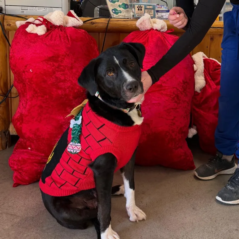 Miss Polly thumbnail 2