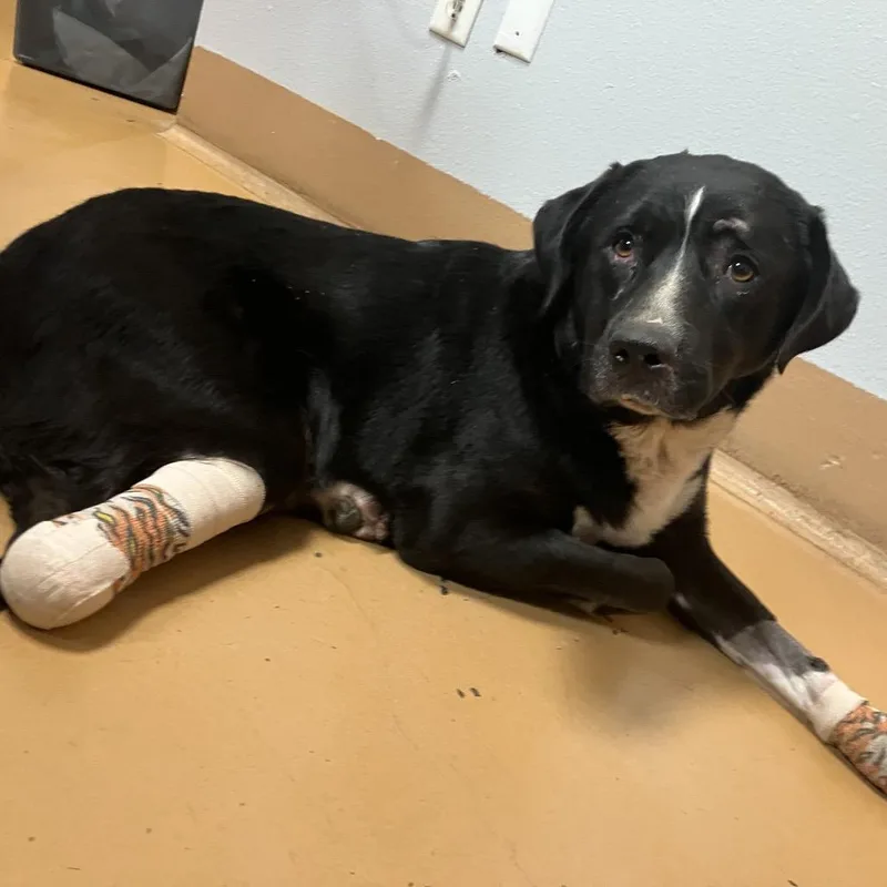 Miss Polly thumbnail 3