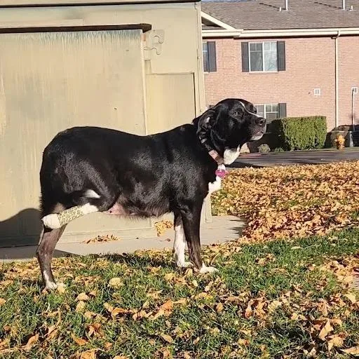 Miss Polly thumbnail 4