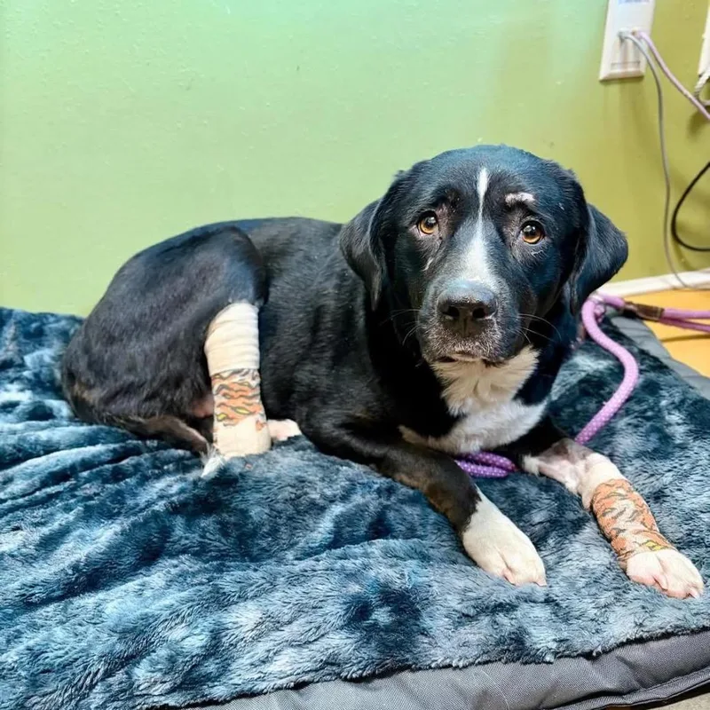 Miss Polly thumbnail 6