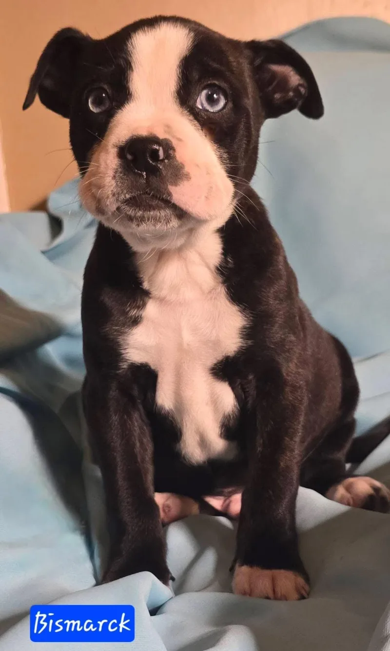 Bismarck thumbnail 2