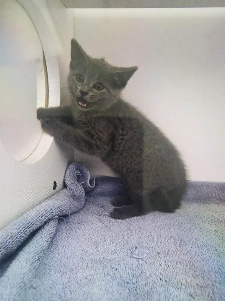 A baby small-sized female Domestic Short Hair cat named Paula for adoption in Oxford, NC