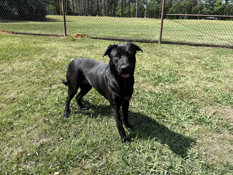 A young large-sized female Australian Cattle Dog / Blue Heeler dog named Xena for adoption in Appling, GA