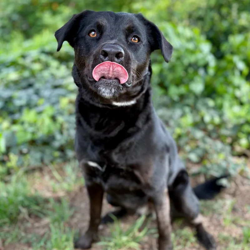 An adult medium-sized female Black Mixed Breed dog named Gracie for adoption in Portland, OR