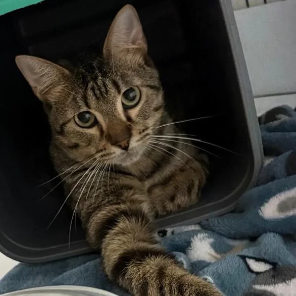 A young medium-sized male Brown / Chocolate Domestic Short Hair cat named Tony for adoption in Houston, TX