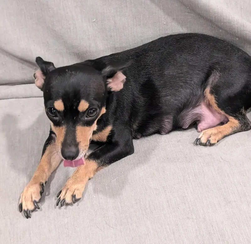 An adult small-sized female Black Chihuahua dog named Dolly for adoption in Albuquerque, NM