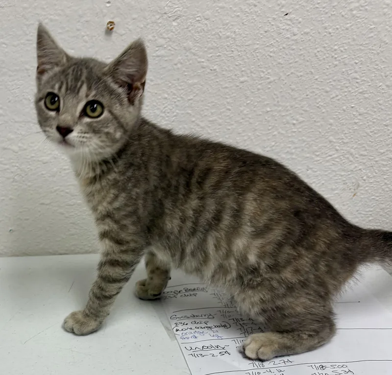 A baby medium-sized female Dilute Calico Domestic Short Hair cat named Cricket for adoption in Charles City, IA