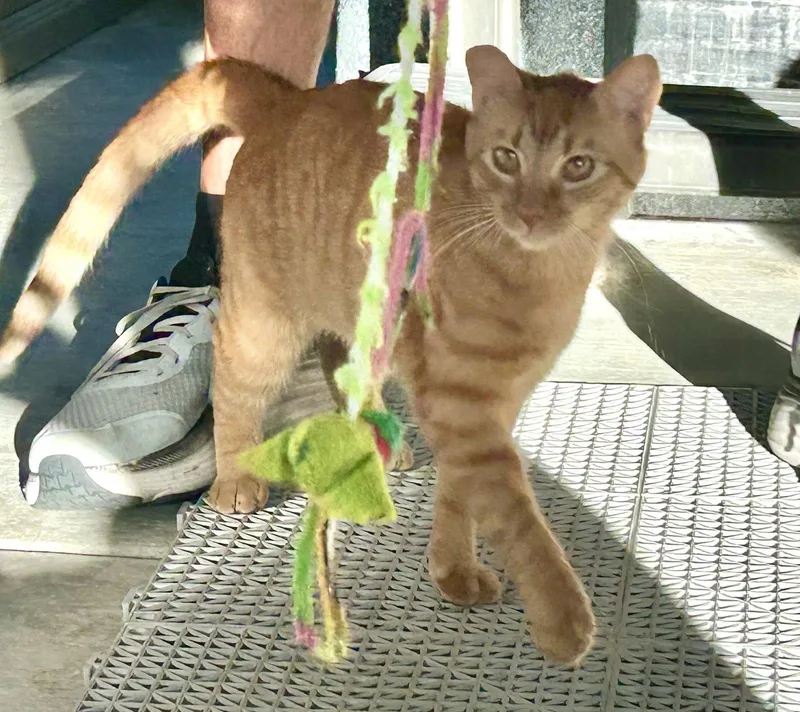 An adult medium-sized male Orange & White Tabby cat named Copper for adoption in Vacaville, CA