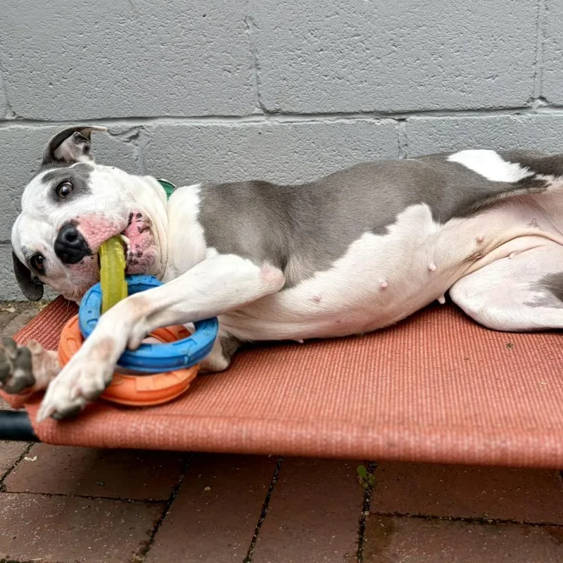 Hydrangea thumbnail 2