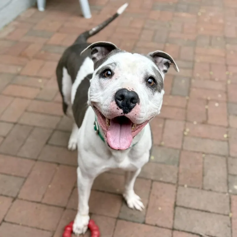 Hydrangea thumbnail 3