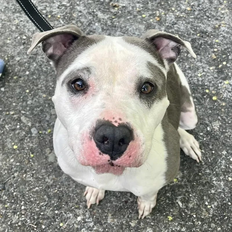 Hydrangea thumbnail 4