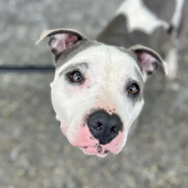 Hydrangea thumbnail 5