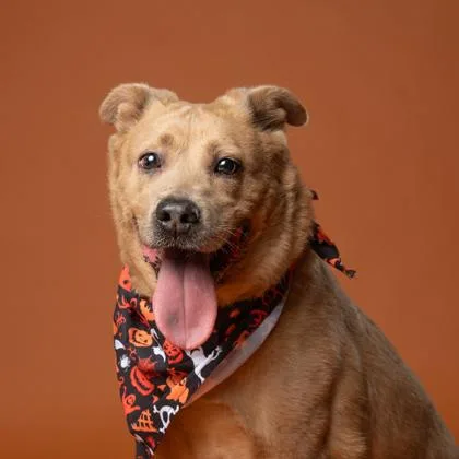 An adult medium-sized female Labrador Retriever dog named Honey for adoption in Atlanta, GA