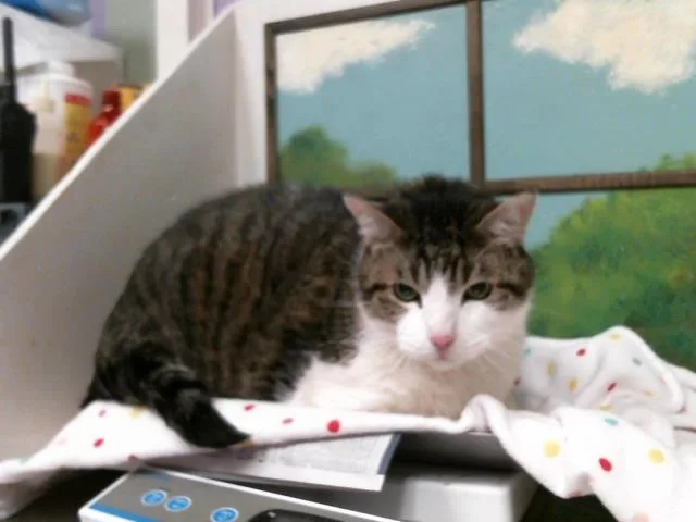 A senior large-sized male Domestic Short Hair cat named Max for adoption in Houston, TX