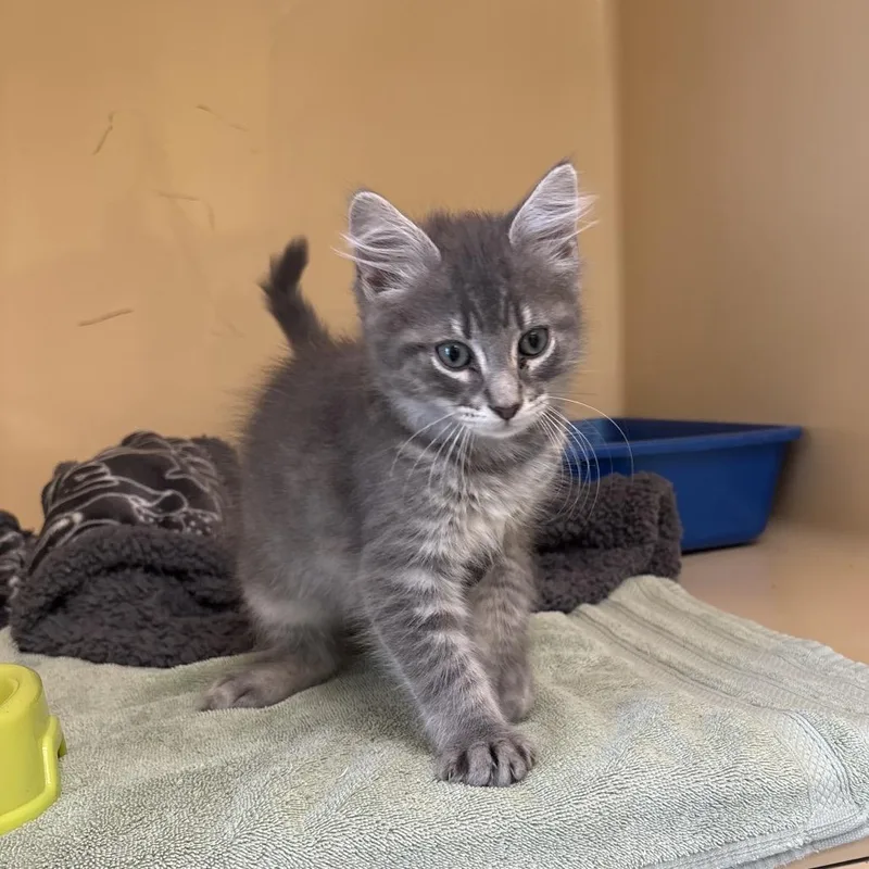 A baby small-sized male Domestic Long Hair cat named Ghoul for adoption in East Hanover, NJ