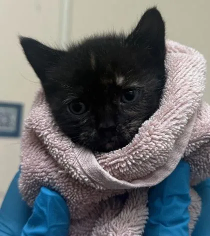 A baby small-sized female Domestic Short Hair cat named Babs for adoption in Honolulu, HI