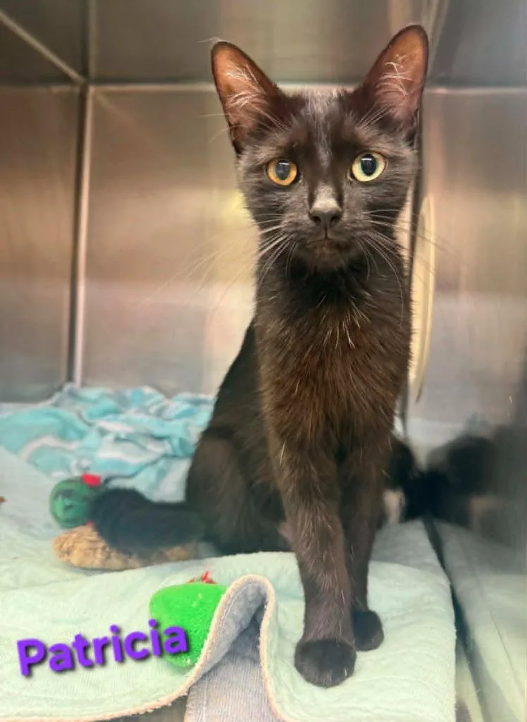 A young medium-sized female Domestic Short Hair cat named Patricia for adoption in Blountville, TN