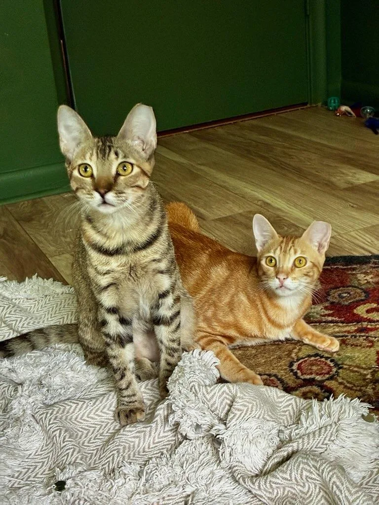 A young medium-sized female Tabby (Orange / Red) Domestic Short Hair cat named Carmella & Taffy BONDED for adoption in Boca Raton, FL