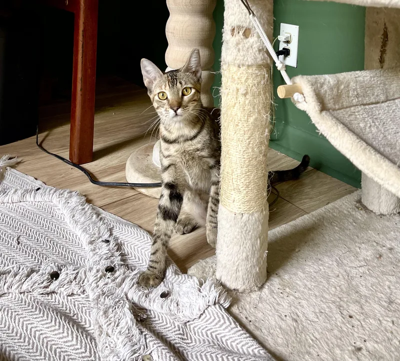Carmella & Taffy BONDED thumbnail 5