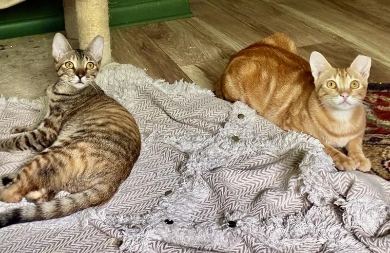Carmella & Taffy BONDED thumbnail 6