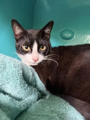 A young small-sized male Domestic Short Hair cat named Wiggles for adoption in Honolulu, HI