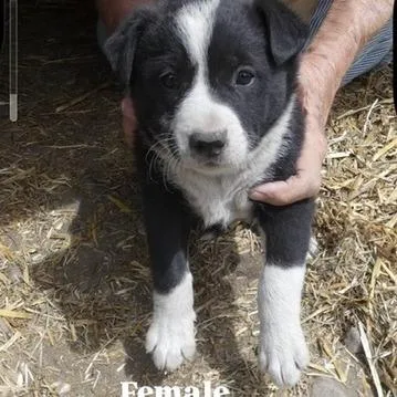 A baby large-sized female Yellow / Tan / Blond / Fawn Shepherd dog named Egghole for adoption in Tacoma, WA