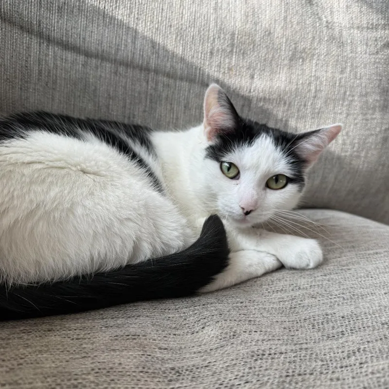 An adult medium-sized female Black Domestic Short Hair cat named Karina for adoption in Edwardsville, IL