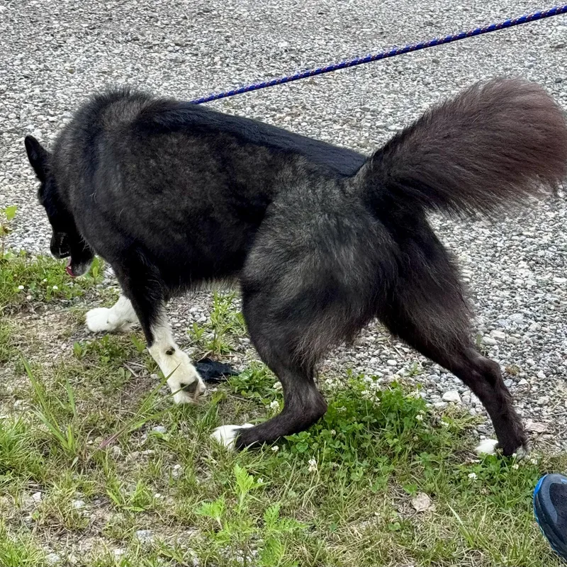 Yukon thumbnail 2