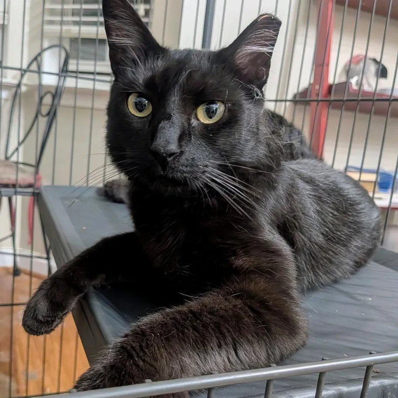 An adult medium-sized male Black Domestic Short Hair cat named Shadow for adoption in Waldorf, MD