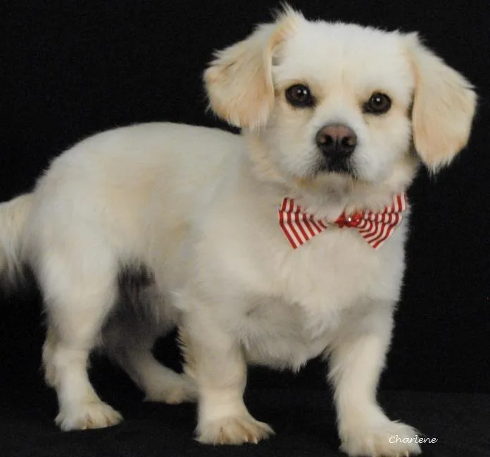 An adult small-sized male White / Cream Shih Tzu dog named Hobo for adoption in Newland, NC