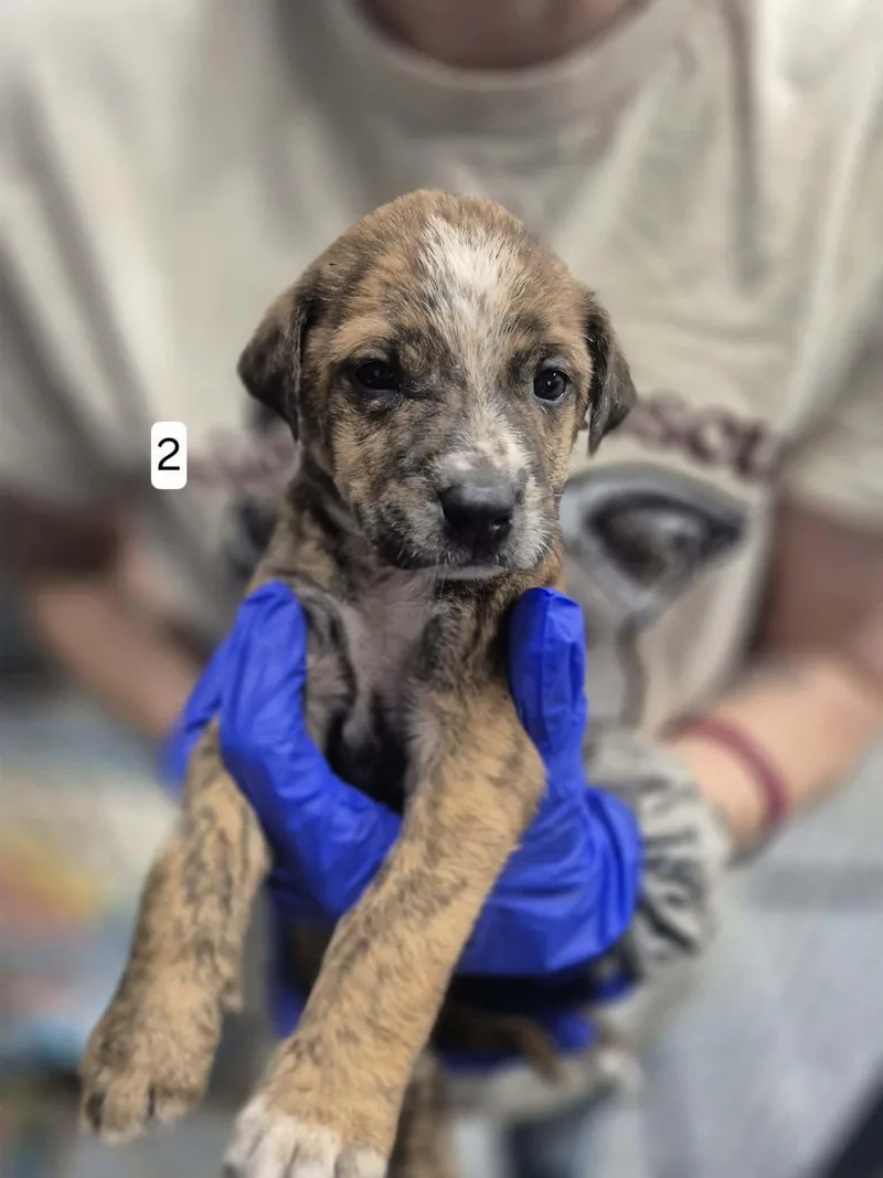 Ocean Orrin thumbnail 3