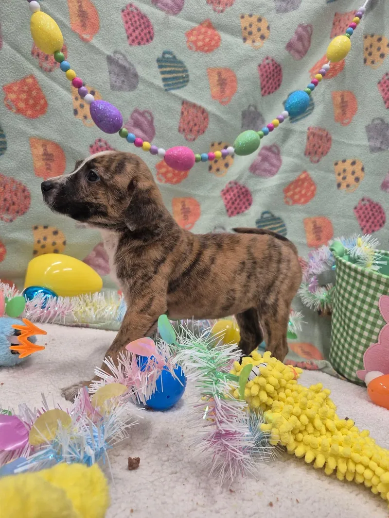 Ocean Orrin thumbnail 4