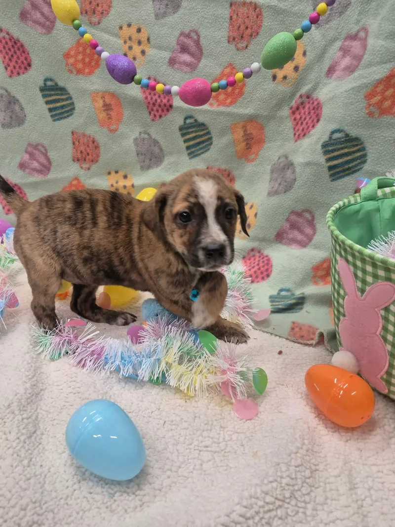 Ocean Orrin thumbnail 6