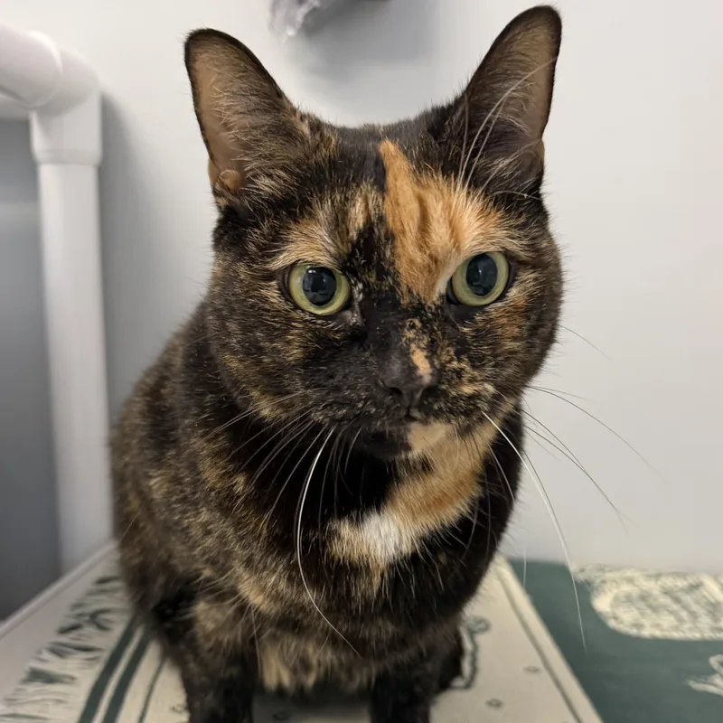 An adult medium-sized female Domestic Short Hair cat named Mary for adoption in Cooperstown, NY