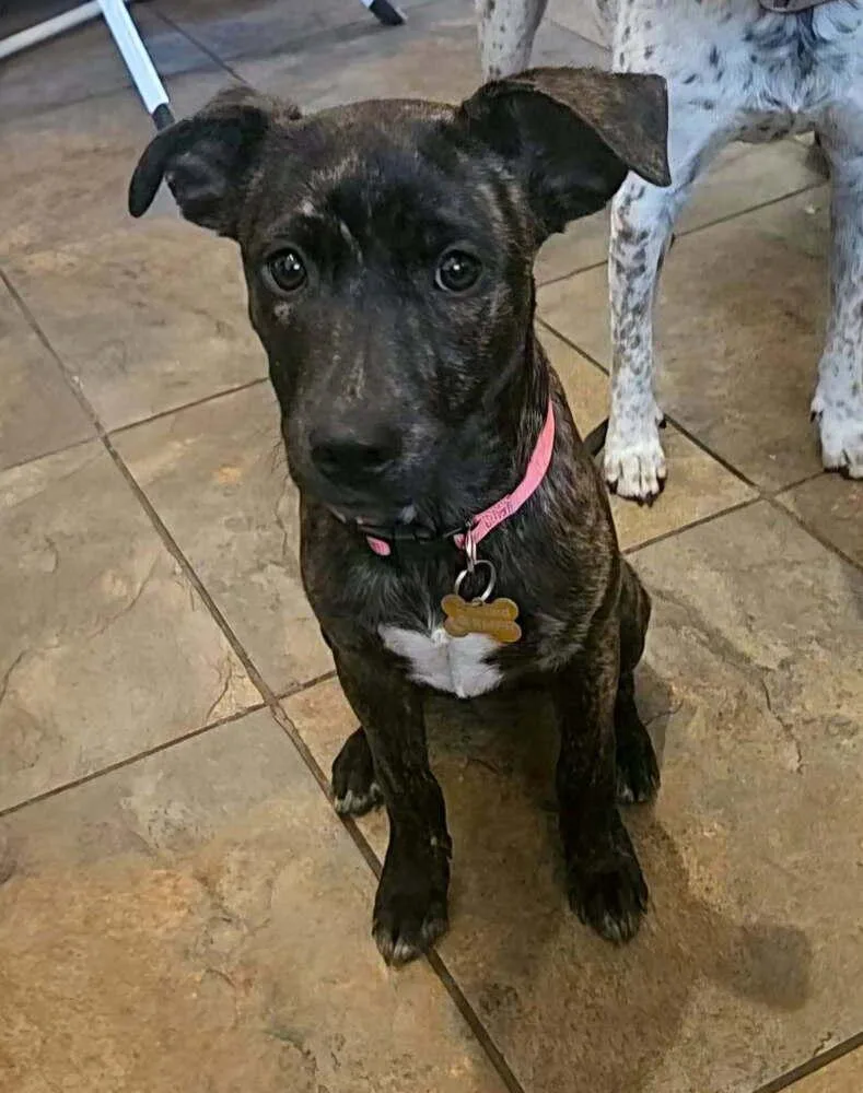A baby medium-sized female Labrador Retriever dog named Ashley for adoption in Thornton, CO