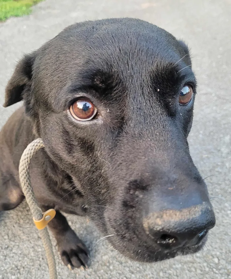 A senior large-sized male Black Labrador Retriever dog named Pickles for adoption in Killingworth, CT