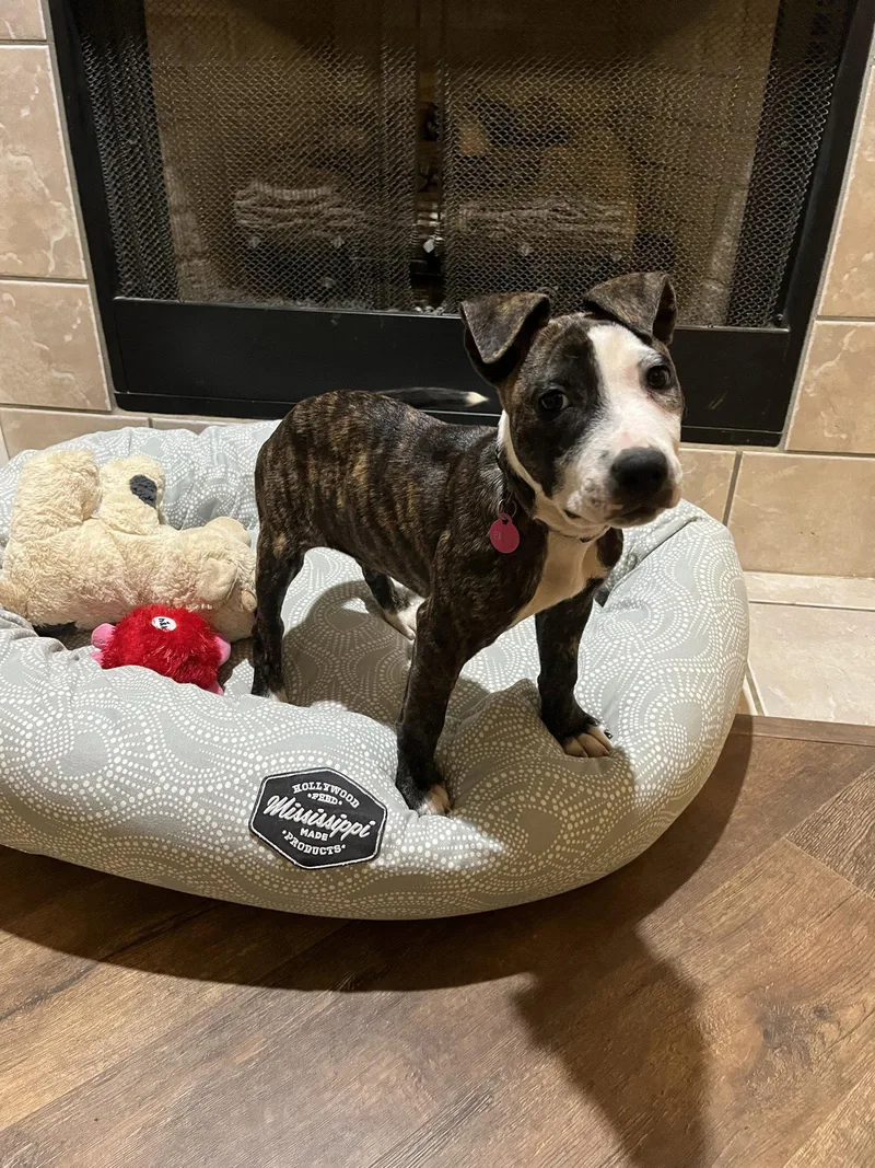 A baby medium-sized female Hound dog named Emily Prentiss for adoption in Southaven, MS