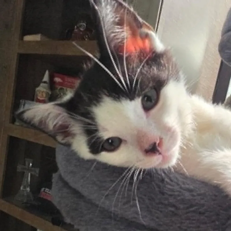 A baby small-sized male Black Domestic Short Hair cat named Slinky for adoption in South Elgin, IL
