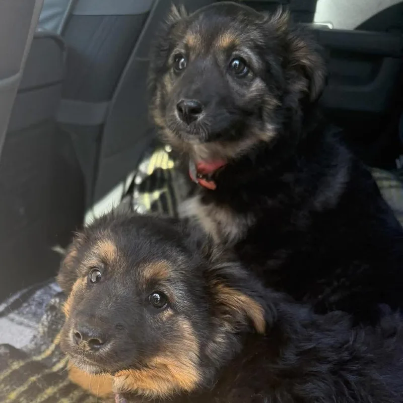 A baby medium-sized male Black Border Collie dog named Bert for adoption in West Chester, PA