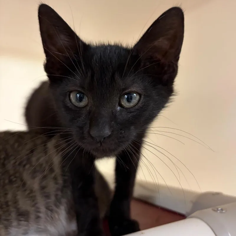A baby small-sized female Black Domestic Short Hair cat named Bray for adoption in Harrisonburg, VA