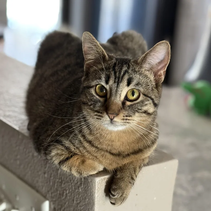 A baby medium-sized female Tabby (Brown / Chocolate) Domestic Short Hair cat named Peppermint for adoption in Stoughton, WI