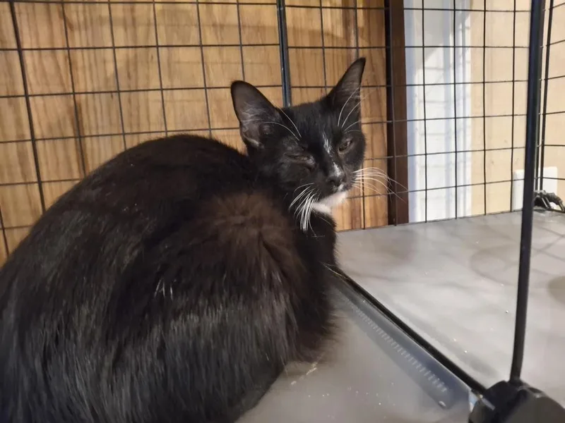 A young medium-sized female Domestic Short Hair cat named Mama Carnival P. for adoption in Peoria, IL