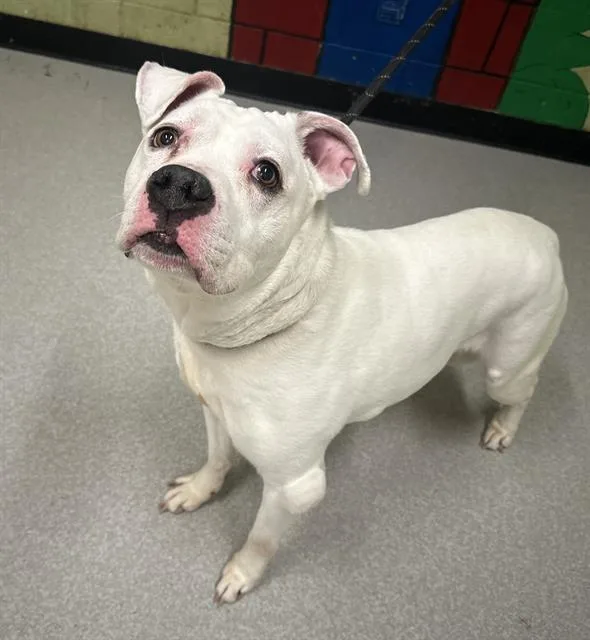 A senior large-sized male Pit Bull Terrier dog named Remi for adoption in Indianapolis, IN