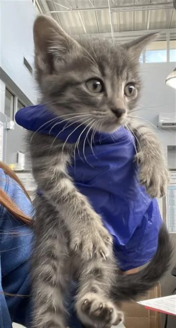 A baby medium-sized female Domestic Short Hair cat named Sheba for adoption in Dallas, TX
