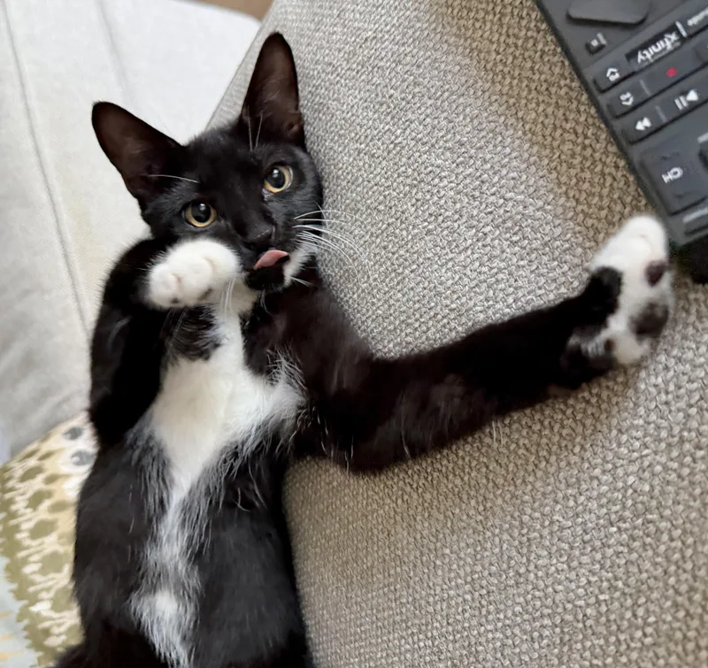 A baby medium-sized male Black & White / Tuxedo Domestic Short Hair cat named Axel for adoption in Houston, TX