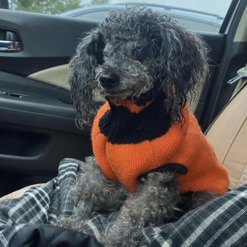 A senior small-sized female Poodle dog named Bern for adoption in Columbia, SC