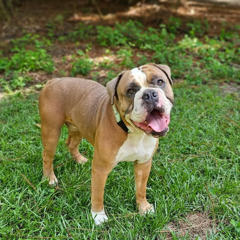 A young medium-sized male Brown / Chocolate English Bulldog dog named Gus for adoption in BONIFAY, FL